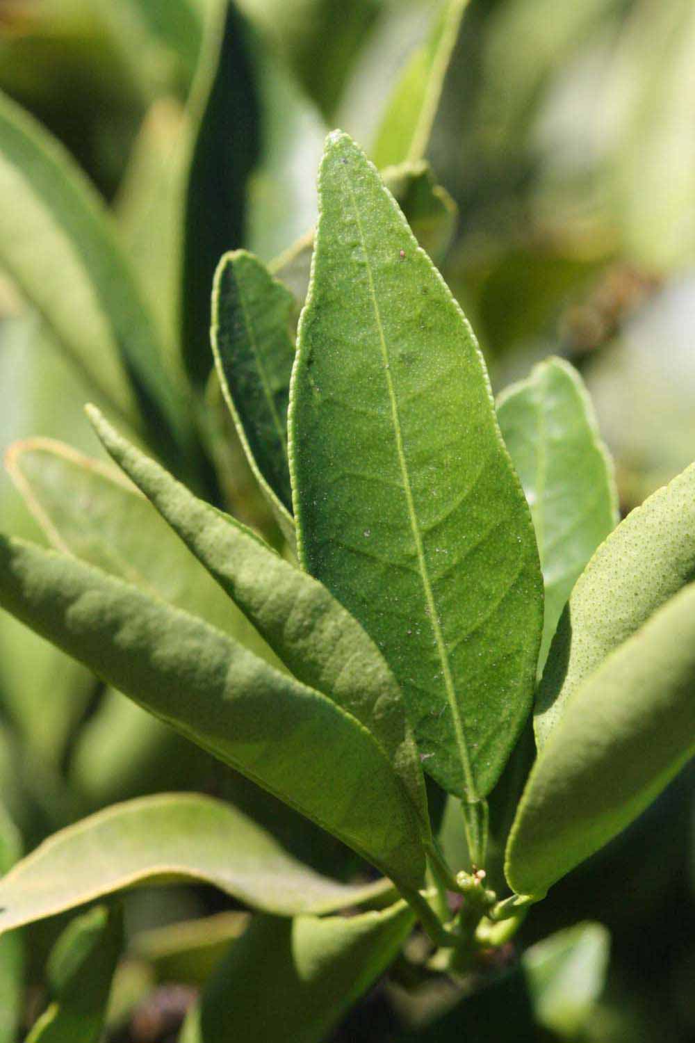              Unifoliolate leaf (Riverside, CA)       